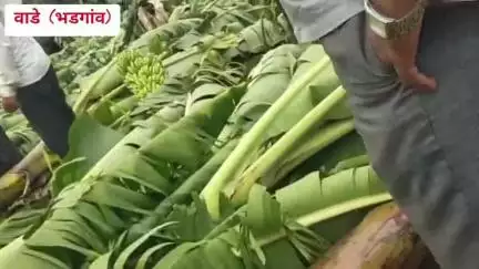 भडगाव: वाडे येथे वादळी वाऱ्यात केळी पिकाचे मोठ्या प्रमाणात नुकसान, पाहणी करून पंचनामा करण्याचे काम सुरू,