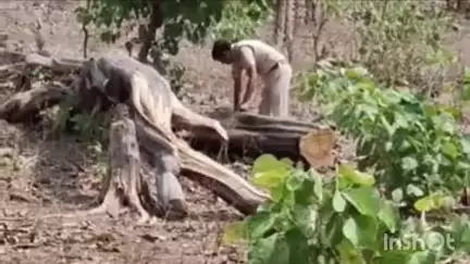 सिवनी मालवा: ग्राम लही के जंगलों में सागौन की अवैध कटाई, वन चौकी से एक किमी की दूरी पर सागौन के पेड़ काटे गए