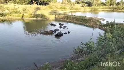 जशपुर: जशपुर जिले के तालाबों और जलस्रोतों में एक्सोटिक मांगूर और बिग हेड के उत्पादन पर लगा बैन, पकड़े जाने पर ₹10 हजार जुर्माना