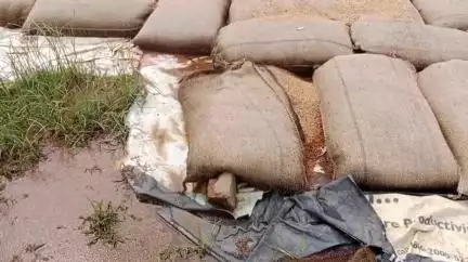 மதுராந்தகம்: சுற்றுப்பகுதியில் 1 லட்சம் நெல் மூட்டைகள் மழையில் நனைந்து சேதம்