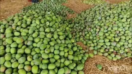 ಶ್ರೀನಿವಾಸಪುರ: ಮಾವು ರೈತರಿಗೆ ಬೆಂಬಲ ಬೆಲೆ ಕೊಡಿಸುವ ನಿಟ್ಟಿನಲ್ಲಿ ಸರ್ಕಾರದ ಮೇಲೆ ಒತ್ತಡ ಹೇರುತ್ತೇವೆ ;ಪಟ್ಟಣದಲ್ಲಿ ಮಾಜಿ ಉಪಮುಖ್ಯಮಂತ್ರಿ ಅಶ್ವಥ್ ನಾರಾಯಣ್