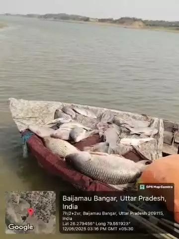 बैजामऊ बांगर गांव यमुना नदी से मछलियां प्रतिबंधित होने के बावजूद ठेकेदारों द्वारा पकड़वाकर बाजारों में बेची जा रही है।