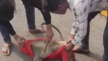 मुलताई: मुलताई में तेज रफ्तार वाहन की चपेट में आने से बंदर की मौत, युवाओं ने पूजा कर किया अंतिम संस्कार