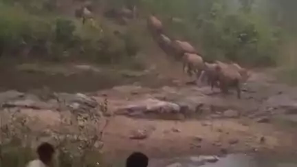 दारू: सिझुआ और गोधिया में जंगली हाथियों का उत्पात, खिड़की-दरवाजे तोड़े और फसलें नष्ट कीं