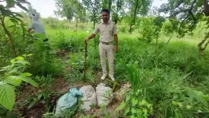 ଅମ୍ବାଭୋନା: ତିଲେଇମାଳ ଗ୍ରାମ ନିକଟରୁ ବିପୁଳ ପରିମାଣର ମହୁଲପୋଚ ଓ ଦେଶିମଦ ଜବତ କଲା ଅବକାରୀ ବିଭାଗ