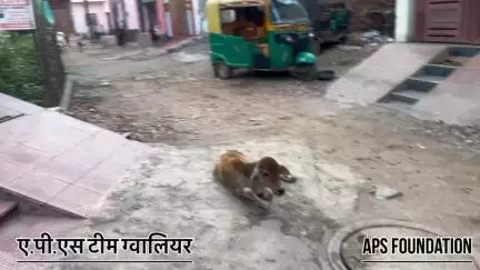 ये बच्चा बहुत परेशान था

Respect Girls help poor help animals 

#apsgurjar #help #viral #gwalior