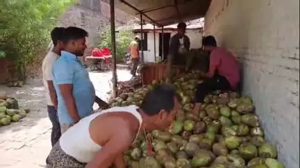 सिवान: भीषण गर्मी में नारियल पानी बना संजीवनी, सिवान में दाम आसमान छू रहे, ₹120 तक पहुंचा रेट