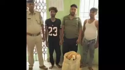 बाराचट्टी: सुलेबटा के पास मालवाहक ट्रक से 17 किलो डोडा चूर्ण के साथ तीन गिरफ्तार