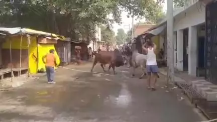 सवायजपुर: पाली में पंथवारी देवी मंदिर के पास दो सांडों के बीच हुई लड़ाई, आधा घंटे तक बंद रहा मुख्य मार्ग, वीडियो हुआ वायरल
