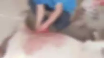 सोहागपुर: पांडवनगर गैस गोदाम के पास गौ सेवकों ने प्रसव पीड़ा से परेशान गाय का पशु चिकित्सालय में ऑपरेशन कराकर कराया प्रसव