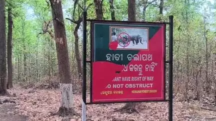 ତେଲକୋଇ: ତେଲକୋଇ ରେଞ୍ଜ ରାଣୀ ବେଡ଼ା ଗାଁରେ ହାତୀ ଉତ୍ପାତ, ଅଞ୍ଚଳ ଏକ ପ୍ରକାର ଭୟର ଆତଙ୍କିତ ଅବସ୍ଥାରେ