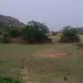 మడకశిర మండలం గోవిందపురంలో ఎలుగుబంట్ల  హల్చల్