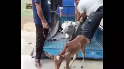 सोहागपुर: नगर के पाली रोड पर अज्ञात वाहन की टक्कर से गाय घायल, गौ सेवकों ने उपचार कर गौशाला में किया शिफ्ट