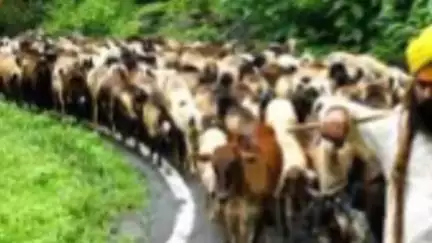 छत्तीसगढ़ के गडरिया ढेंगर समाज की बैठक आगामी 15 जून को गंडई के ग्राम ढाबा में होगी