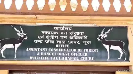 सुजानगढ़: ताल छापर में कृष्ण मृगों का कुनबा बढ़ा