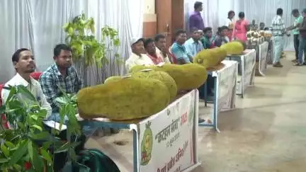 जशपुर: जशपुर वशिष्ठ कम्युनिटी हॉल में कटहल मेले का आयोजन, किसानों को किया गया सम्मानित, कटहल आधारित उद्योगों को मिला बढ़ावा