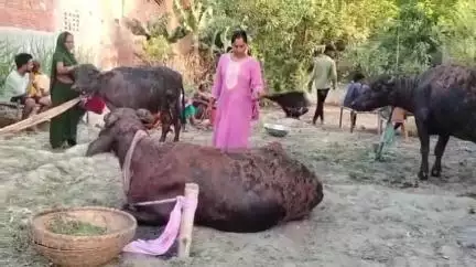 जखनिया: बघाई गांव में झोपड़ी में लगी आग से दो भैंस और एक पड़िया झुलसी, चारा भी जलकर राख, ग्रामीणों की सूझबूझ से टली बड़ी घटना