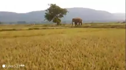 ଛେଣ୍ଡିପଦା: ନୂଆଗାଁ ଓ କଣଲୋଇ ଅଞ୍ଚଳରେ ଦିନରେ  ଗାଁରେ ପଶୁଛି ନରହନ୍ତା ଦନ୍ତା ଲୋକେ ଭୟଭୀତ l