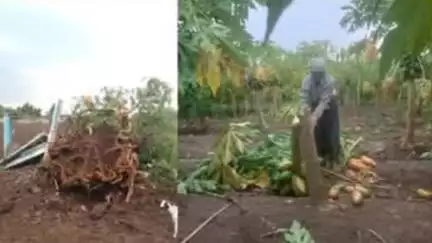 अचलपूर: अचलपूर-परतवाडा परिसरात वादळी वाऱ्यासह मुसळधार पाऊस; शेती आणि वीज पुरवठ्याचे मोठे नुकसान