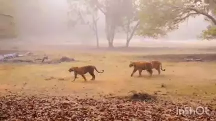 बिछिया: कान्हा टाइगर रिजर्व में एक साथ दिखे तीन बाघ, पर्यटकों ने बनाया वीडियो वीडियो सोशल मीडिया पर वायरल

कान्हा टाइगर रिजर्व म