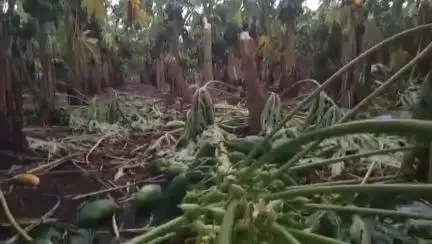 पातुर: दिग्रस बु.गावात वादळी वाऱ्यामुळे २ दिवसात पपई पिकाचे प्रचंड नुकसान पंचनामे करून नुकसान भरपाई द्यावी शेतकऱ्यांची मागणी