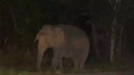 ଦେବଗଡ: ସଙ୍ଘାପଷି ଅଂଚଳରେ ହାତୀ ଉପଦ୍ରବ