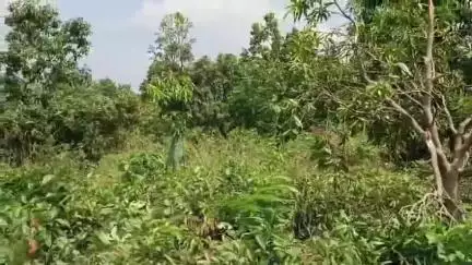 ଦେବଗଡ: ବୁଢିବିଲ ଗ୍ରାମରେ ହାତୀ ଉପଦ୍ରବ ଯୋଗୁଁ ବ୍ୟାପକ କ୍ଷୟକ୍ଷତି, ୪୦ ରୁ ଅଧିକ ଆମ୍ବଗଛ ଭାଙ୍ଗିଲେ ୫ ଟିକିଆ ହାତୀପଲ