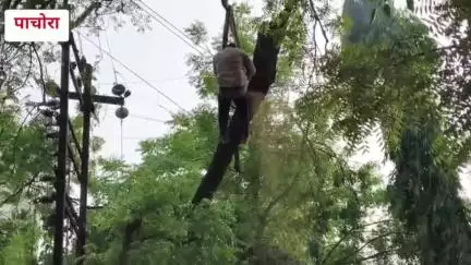 पाचोरा: पाचोर्यात वादळी पाऊसाने विज वितरण चे नुकसान, ग्रामीण रुग्णालयाजवळील मदत कार्यात कॉग्रेसने घेतला सहभाग,