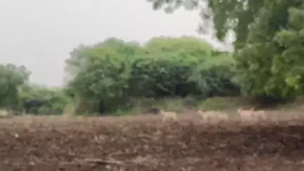 अंबड: अवांआतरवाला परिसरात वन्य प्राण्याचा हैदोस शेतकऱ्यात चिंता वन विभागाने लक्ष देण्याची गरज