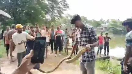 କବିସୂର୍ଯ୍ୟନଗର: ଚିଙ୍ଗୁଡ଼ିଖୋଲରୁ ୮ ଫୁଟିଆ ଅହିରାଜ ସାପ ଉଦ୍ଧାର, ଜଙ୍ଗଲରେ ଛାଡିଲେ ସ୍ନେକ ହେଲ୍ପଲାଇନ ସଦସ୍ୟ