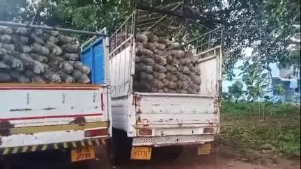 ରେଢାଖୋଲ: ଘିଚାପାଲି ଗ୍ରାମରେ ଚୋରା କେନ୍ଦୁପତ୍ର ଜବତ କଲା ବନବିଭାଗ