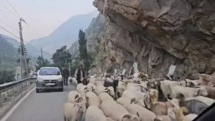 सांगला: निचले क्षेत्रों से किन्नौर आ रहे भेड़ पालक, वाहन चालक सड़कों पर धीमे चले, दुर्घटना का हो सकता है खतरा: जिप्र