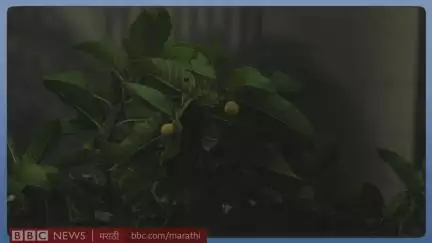 आला पावसाळा आरोग्य सांभाळा