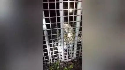 রাজগঞ্জ: সামসিং চা বাগানে বনদপ্তরের পাতা খাঁচায় বন্দী হল পূর্ণবয়স্ক চিতাবাঘ