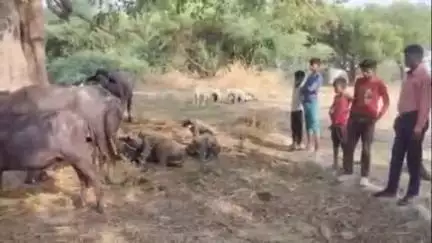 सिराथू: केन गांव में ग्रामीणों ने चोरी करके ले जाई जा रही आठ भैंसों को बचाया, चोर ग्रामीणों को आता देखकर भागे