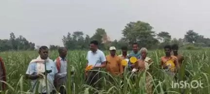 कैसरगंज: कैसरगंज में गन्ना फसल में सिंचाई की कमी से उत्पादन घटने का खतरा बढ़ रहा है: संजीव राठी
