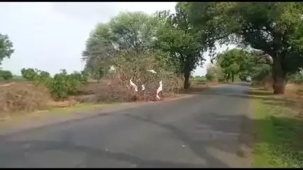 चाळीसगाव: वालझीरी ते पटनादेवी बायपास रोड दुचाकीला दुचाकीची धडक, दुचाकीस्वार ठार ,चाळीसगाव शहर पोलीस ठाण्यात गुन्हा दाखल