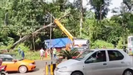 കൊട്ടാരക്കര: എഴുകോണിനും ചീരങ്കാവിനും ഇടയിൽ ദേശീയപാതയിൽ മരം കടപുഴകി വീണു