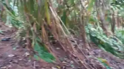 ഇടുക്കി: കട്ടപ്പന പുളിയൻമലക്ക് സമീപം പുലിയും കുഞ്ഞുങ്ങളും, ആശങ്കയിൽ നാട്ടുകാർ #localissue