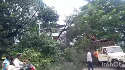 रोहा: रोहा कोलाड रोडवरील रोठ गावच्या हद्दीत विद्युत वाहिनीवर झाड पडल्याने परिसरातील बत्ती गुल