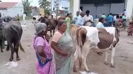 நாமக்கல்: கால்நடை மருத்துவ முகாம் - வேட்டாம்பாடியில் மாவட்ட ஆட்சியர் உமா தொடங்கி வைத்து கால்நடை வளர்ப்போருக்கு தீவனங்களை வழங்கினார்