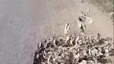 दारव्हा: वळसा-ब्रम्हनाथ रस्त्याच्या दुरवस्थेने नागरिक हैराण,बहुजन मुक्ती पार्टीची जिल्हा परिषद बांधकाम विभागास डांबरीकरणाची मागणी