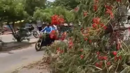 कोलगवां थाना के पास तेज आंधी से सड़क पर गिरा पेड़, यातायात बाधित, दुर्घटना की आशंका