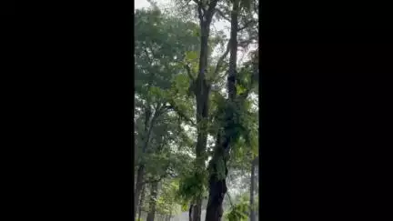 कुरई: पेंच टाइगर रिजर्व में बाघ से बचने के लिए तेंदुए ने पेड़ से लगाई छलांग, वीडियो आया सामने
