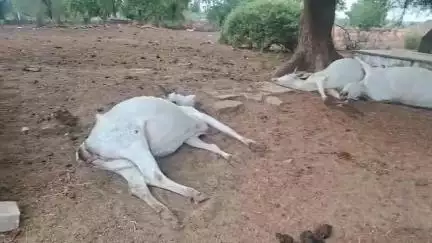 मुरैना: पृथ्वीपुरा में बिजली आसमानी गिरने से 3 गायों की मौत हो गई है