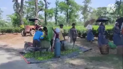 ডুমডুমা: ডুমডুমা  তাঁৰা চাহ বাগিছাত প্ৰচণ্ড গৰমৰ বাবে চাহ বাগিছাত কাম কৰি থকাৰ সময়তেই ঢলি পৰি এজনৰ মৃত্যু