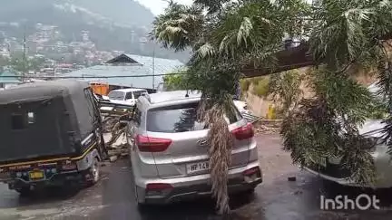 सोलन: नगर निगम सोलन की पार्किंग में खड़ी गाड़ियों और ऑटो पर गिरा विशालकाय पेड़, पेड़ हटाने में जुटा नगर निगम