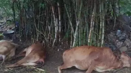 औंढा नागनाथ: पावसात वीज कोसळून पार्डी सावळी येथे ३, तर सुकापूर येथे १ गाय दगावली
