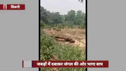 सिवनी जिले में दिनदहाड़े बाघ गांव में मवेशी को जबड़ों में दबाकर जंगल की ओर भागा, ग्रामीण सहमे