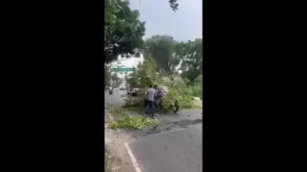धर्मशाला: तेज तूफान के चलते धर्मशाला-गगल सड़क मार्ग पर गिरा पेड़, वाहनों की लगी लंबी लाइन, स्थानीय लोगों ने हटाया पेड़